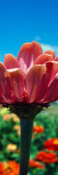 Low Angle View of Zinnia Flower (Zinnia Elegans) Blooming Wall Decal