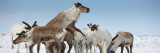 Reindeers (Rangifer Tarandus) in a Snow Covered Field, Chukotka, Siberia, Russia Wall Decal by  Panoramic Images