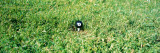 Eight Ball on a Golf Tee Wall Decal by  Panoramic Images