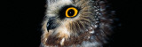 Saw-Whet Owl wandtattoos