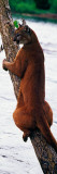 Female Cougar Perched on Leaning Tree Trunk, Minnesota Wall Decal