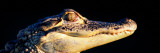 American Alligator (Alligator Mississipiensis) Vinilos decorativos