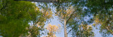 Low Angle View of Red Pine Trees Growing Along Lake Itaska, Itaska State Park, Minnesota Wall Decal