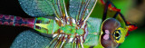 Green Darner Dragonfly Wall Decal