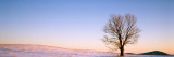 Maple in Winter, Peacham, VT Vinilos decorativos por Panoramic Images Maple in Winter, Peacham, VT Vinilos decorativos por Panoramic Images