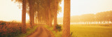 Rural Tree Lined Road, Belgium Wall Decal by  Panoramic Images