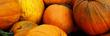Pile of Harvested Pumpkins, Close Up Wall Decal