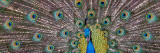 Peacock Bird Displaying Feathers Autocollant mural