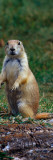 Prairie Dog Sitting Up in Grass, Looking At Camera, North Dakota Vinilos decorativos Prairie Dog Sitting Up in Grass, Looking At Camera, North Dakota Vinilos decorativos