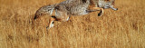 Coyote Leaping Through Autumn Color Grass, Yellowstone National Park, Wyoming Wall Decal