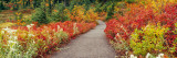 Flowers On Both Sides of a Path, Washington State Decalque em parede por Panoramic Images