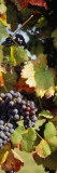 Close-Up of Grapes Hanging on a Plant in a Vineyard Wandabziehbild
