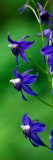 Poison Delphinium Flowers in Bloom Wall Decal Poison Delphinium Flowers in Bloom Wall Decal