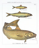 Les Poissons de Mer Prints by DEYROLLE 