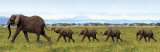 Elephants-Linking Trunks Poster Elephants-Linking Trunks Poster