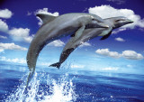 Dolphins - Leap Posters