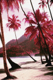 Red Palm Trees-Along Beach Posters