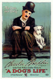 Une vie de chien Photo