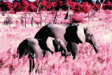 Elephants-Standing Plakát