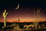 Arizona-Ocotillo And Saguaro Foto