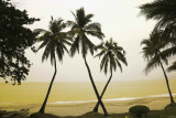 China-Palm Trees Hainan Island Poster