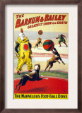 Clown Perform with the Marvelous Foot-Ball Dogs in the Barnum and Bailey Circus, 1900 Poster