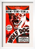 The Wolf Dog, Rin Tin Tin Jr., 1933 Prints