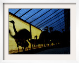 Ostriches Walk on a Shed at a Farm in Florencio Varela Framed Photographic Print