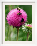 A Trio of Bees Explore a Giant Thistle Bloom on a Farm Near New Castle Framed Photographic Print