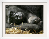 Western Lowland Gorilla, Cradles Her 3-Day Old Baby at the Franklin Park Zoo in Boston Framed Photographic Print