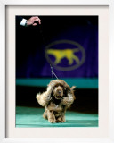 Sussex Spaniel at the 133rd Westminster Kennel Club Dog Show at Madison Square Garden Framed Photographic Print