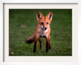 A Fox Walks into a Yard Behind a Suburban Home in West Des Moines, Iowa, September 21, 1999 Framed Photographic Print by John Gaps III