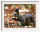 A Squirrel Handles a Nut Received from a Child in a Park in Bucharest, Romania November 6, 2006 Framed Photographic Print by Vadim Ghirda