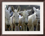 Egyptian Veterinian Ahmed Rostom, Center, Passes by a Line of Donkeys for Sale Framed Photographic Print by Hasan Jamali