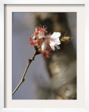 Bee Alights on a Cherry Tree at the Brooklyn Botanic Garden in New York Framed Photographic Print