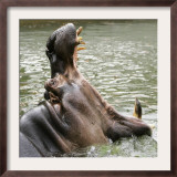 Male Nile Hippopotamus Plays at the Smithsonian National Zoo Framed Photographic Print