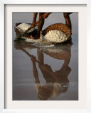 Pakistani Laborer Aslam Baloch Rakes Up Sea-Salt in Karachi, Pakistan Framed Photographic Print