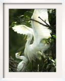 Egret Keeps Her Baby under Her Wing on a Tree, on the Banks of the River Brahmaputra in India Framed Photographic Print