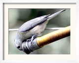 A Thirsty Tufted Titmouse Takes Advantage of a Dripping Garden Hose for an Afternoon Drink Framed Photographic Print