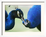 Male Peacocks Interact on a Farm in Mombasa, Kenya Framed Photographic Print