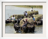 Bangladeshi Farmers Carry Harvested Rice Crops Through a Canal on Buffalo Carts Framed Photographic Print
