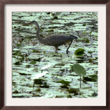A Great Blue Heron Stalks Its Prey in Marsh in East Montpelier, Vermont, Thursday, August 23, 2001 Framed Photographic Print by Toby Talbot