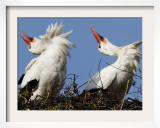 Storks Sit in their Nest at Bergenhusen, Northern Germany Framed Photographic Print