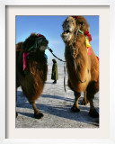 A Chinese Horse Buggy Driver Waits for Customers on a Frozen Lake in Harbin, China, January 7, 2007 Framed Photographic Print by Elizabeth Dalziel
