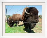 El Duque, Right, a 7-Year-Old Bison Weighing Nearly 2,000 Pounds, Contemplates His Share of Grain Framed Photographic Print by Nancy Palmieri