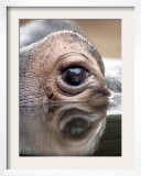 Eye of Hippo at Season Opening of Zoom Erlebniswelt Adventure Park in Gelsenkirchen, Germany Framed Photographic Print