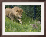 Lion Hounds a Little Fox at the Zoo in Wuppertal Framed Photographic Print