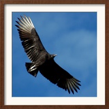 A Black Buzzard Flies Off Framed Photographic Print
