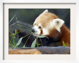 Red Panda Xia-Tschung-Mao Feeds on Bamboo Framed Photographic Print