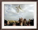 Greek Orthodox Priest Releases a Dove During a Traditional Ceremony at Jordan River Baptismal Site Framed Photographic Print
